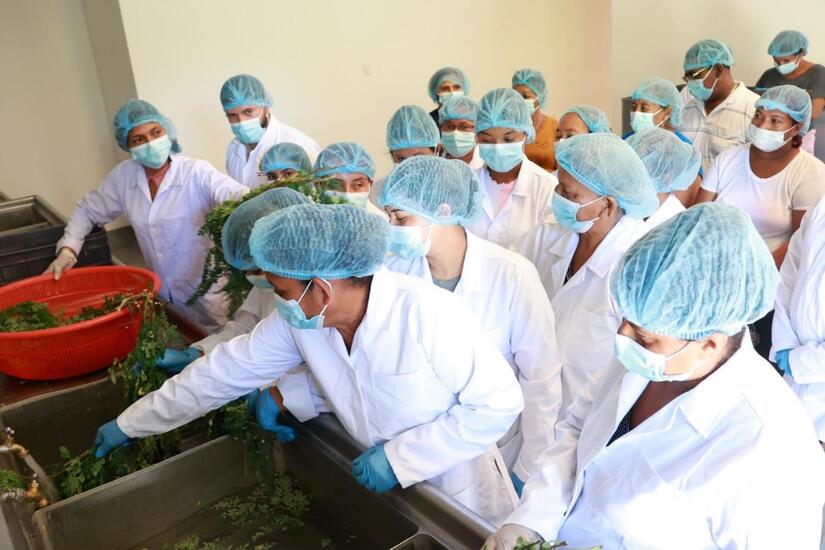 MORINGA6