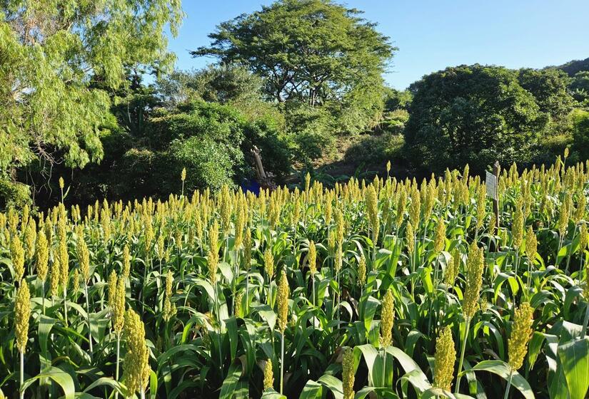 SORGO2