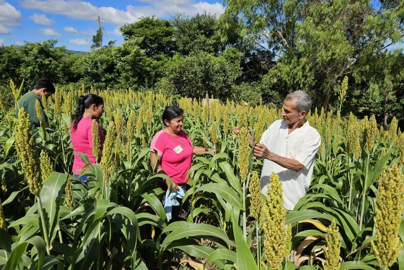 SORGO6