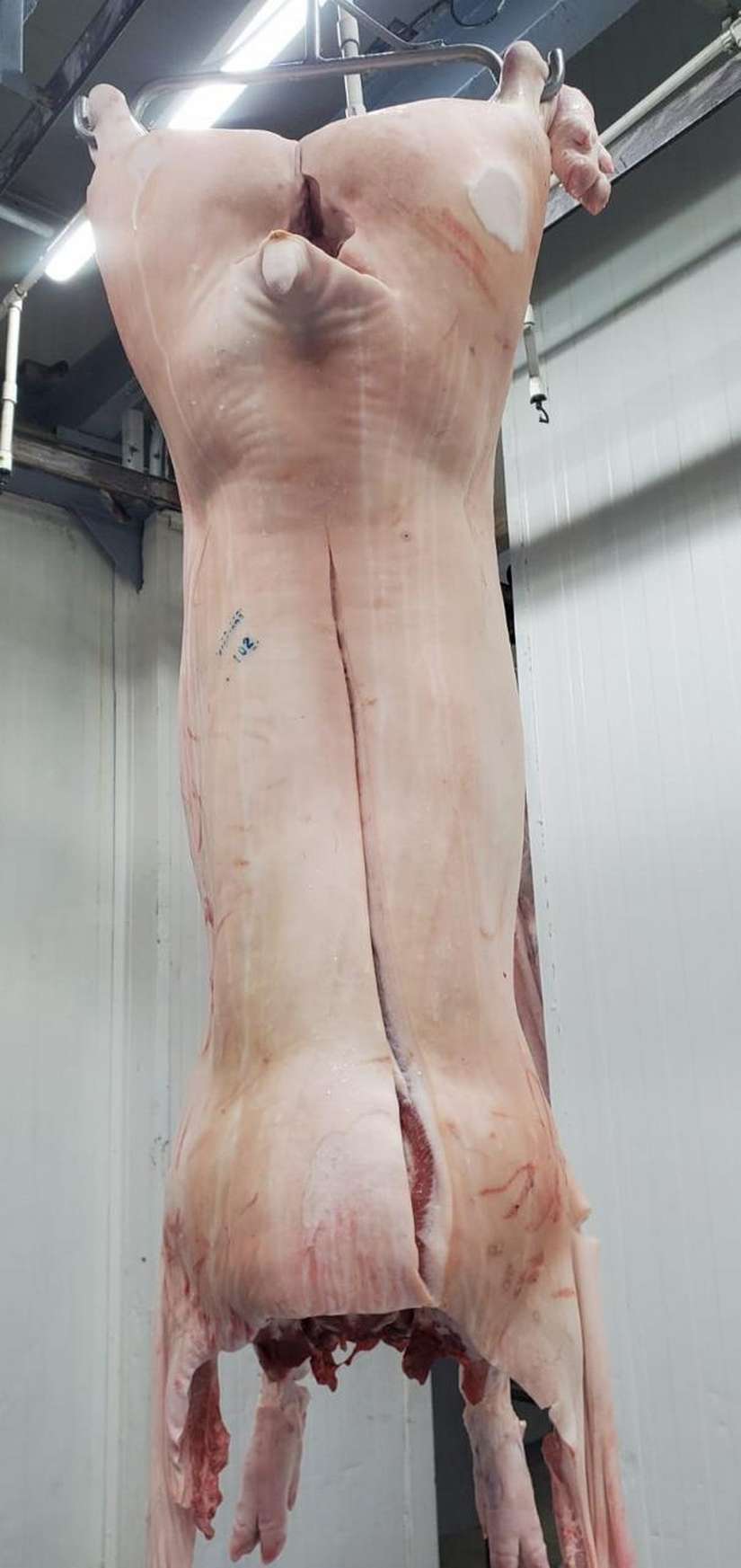 CERDO6