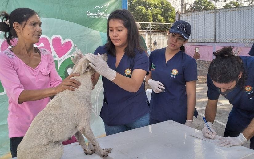 ANIMALES