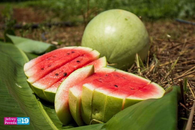 MELON