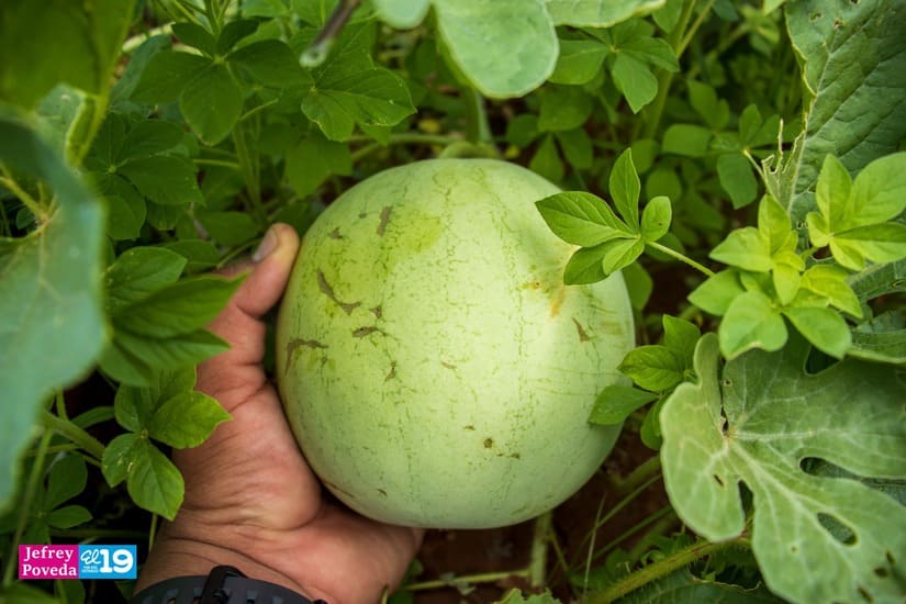 MELON