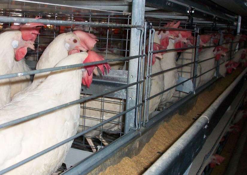 POLLOS