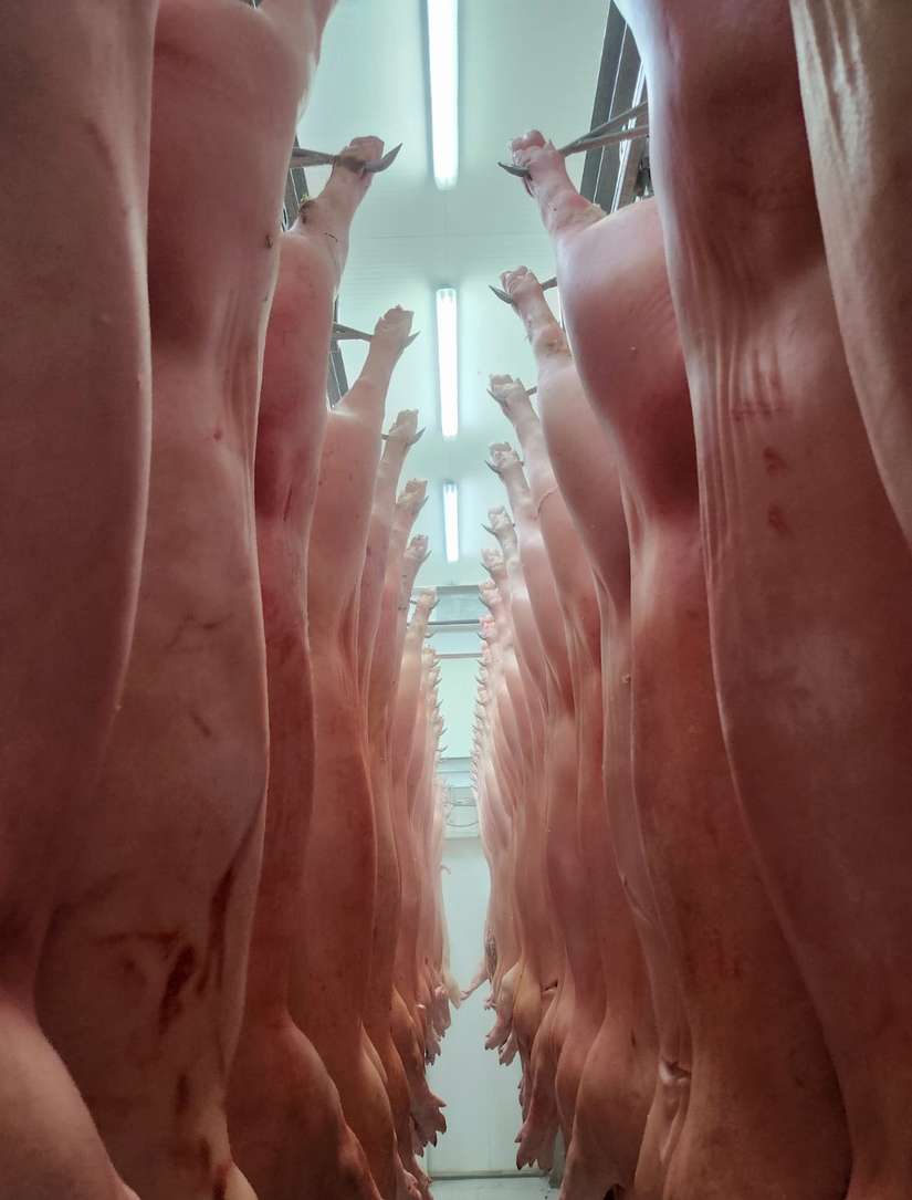 CERDO
