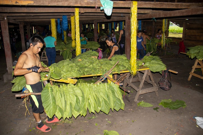 esteli
