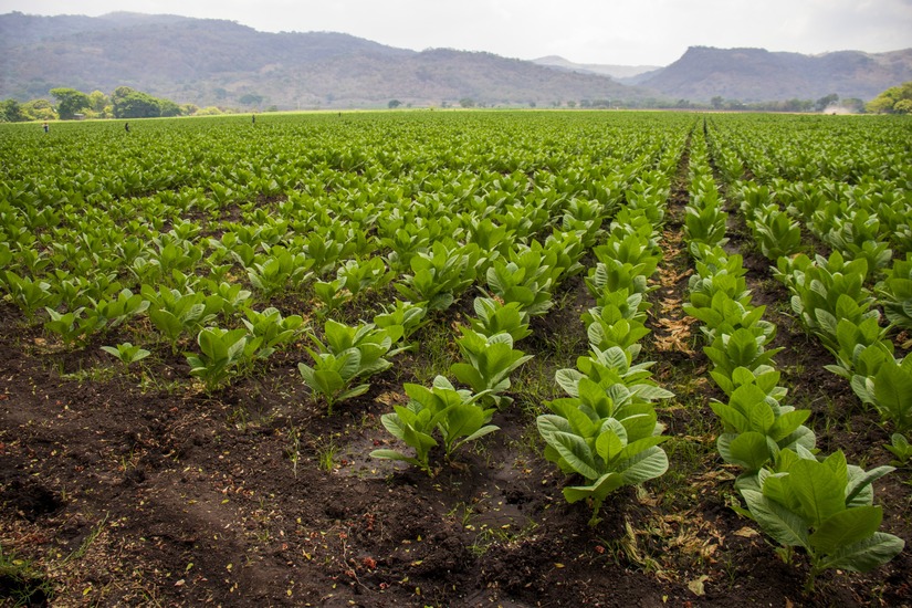 esteli