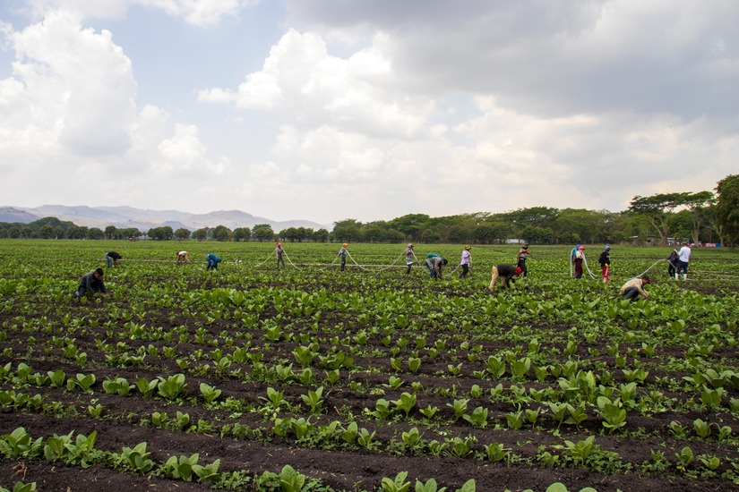 esteli