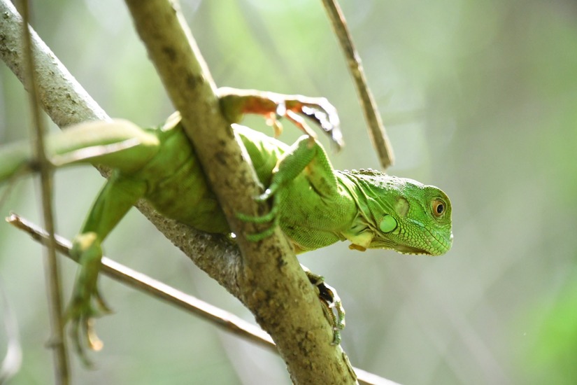 iguanas-1