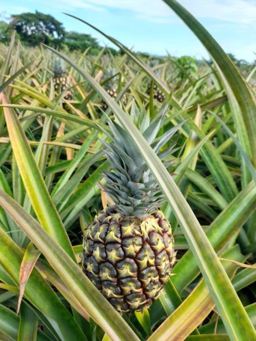 PINA2