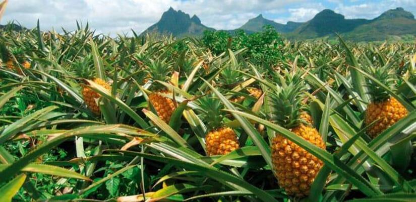 PINA5