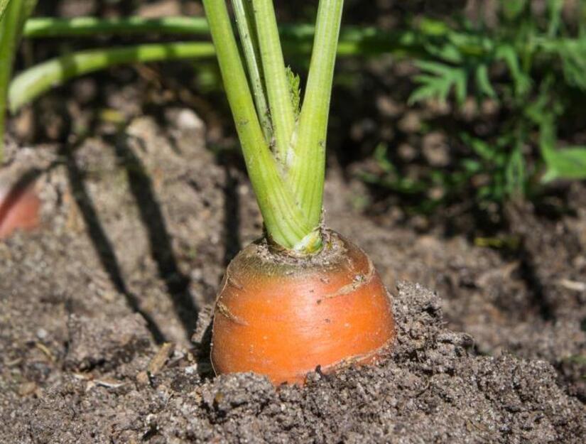 zanahoria1