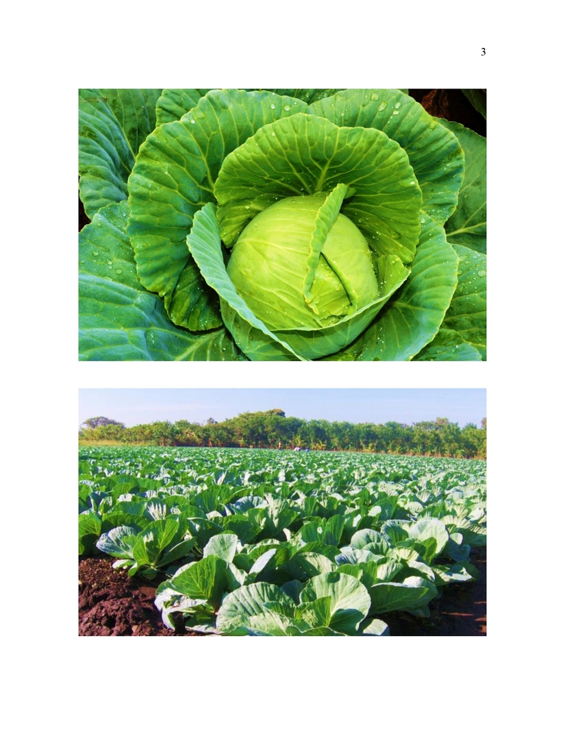 NP---PRODUCCIÓN-DE-REPOLLO-PARA-CONSUMO-NACIONAL_page-0003