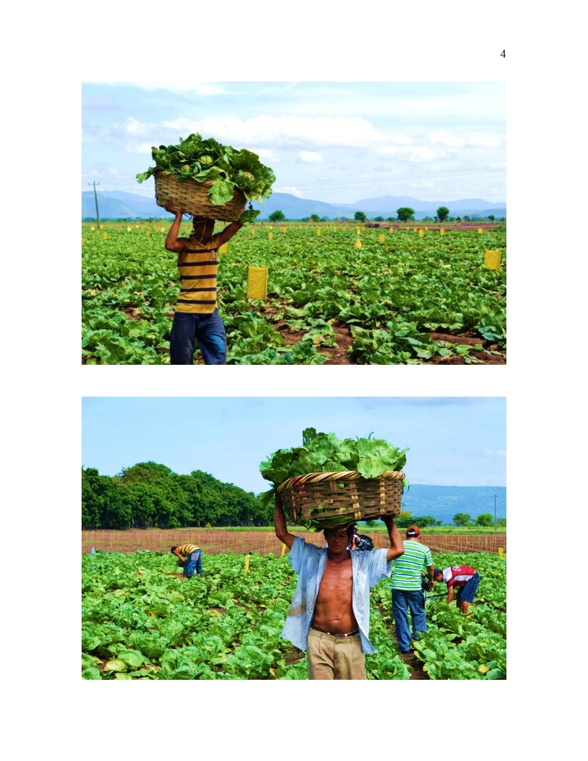 NP---PRODUCCIÓN-DE-REPOLLO-PARA-CONSUMO-NACIONAL_page-0004