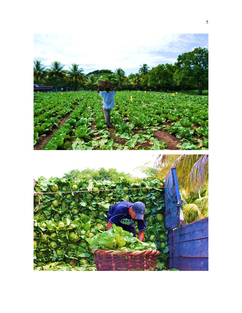 NP---PRODUCCIÓN-DE-REPOLLO-PARA-CONSUMO-NACIONAL_page-0005