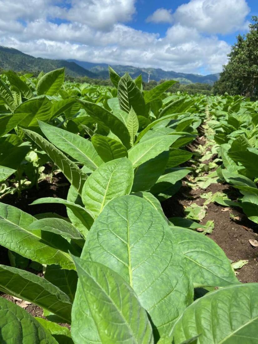 TABACO8