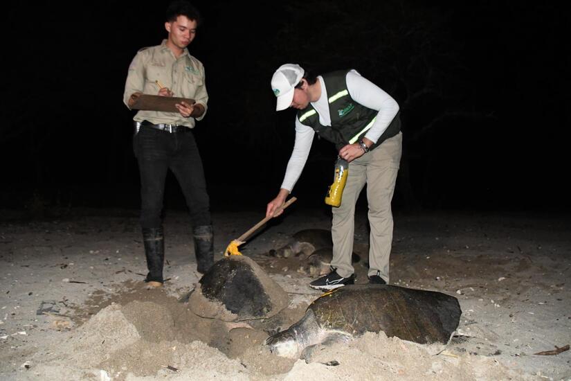 TORTUGAS4