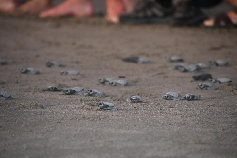 TORTUGAS7