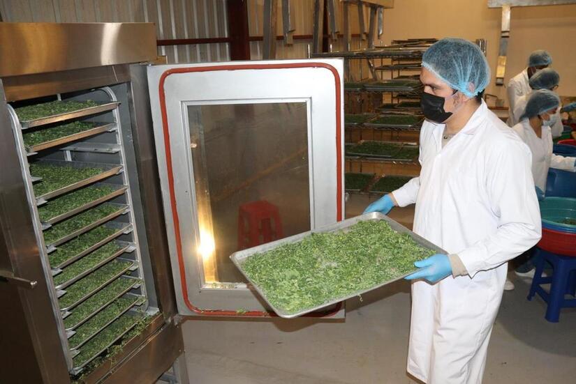 MORINGA14