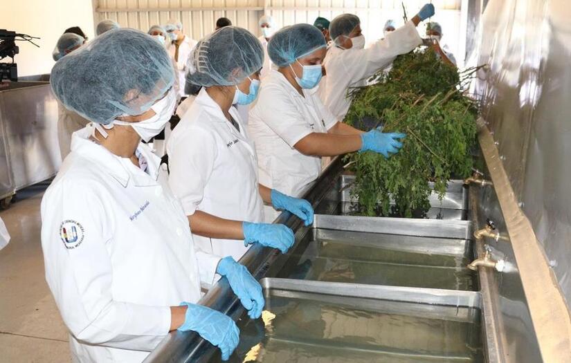 MORINGA15