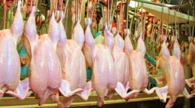 POLLO1
