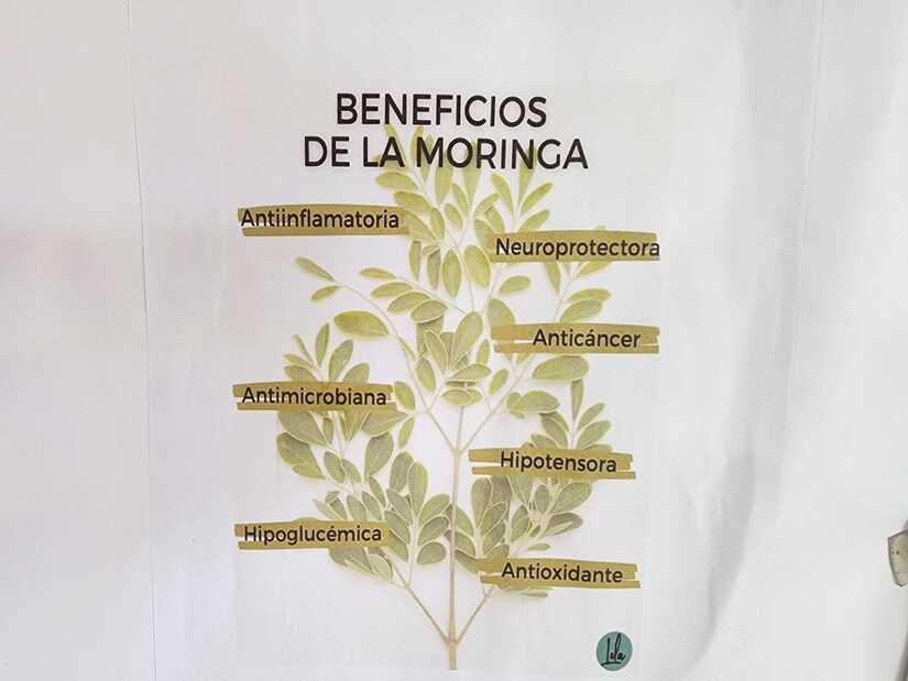 MORINGA16