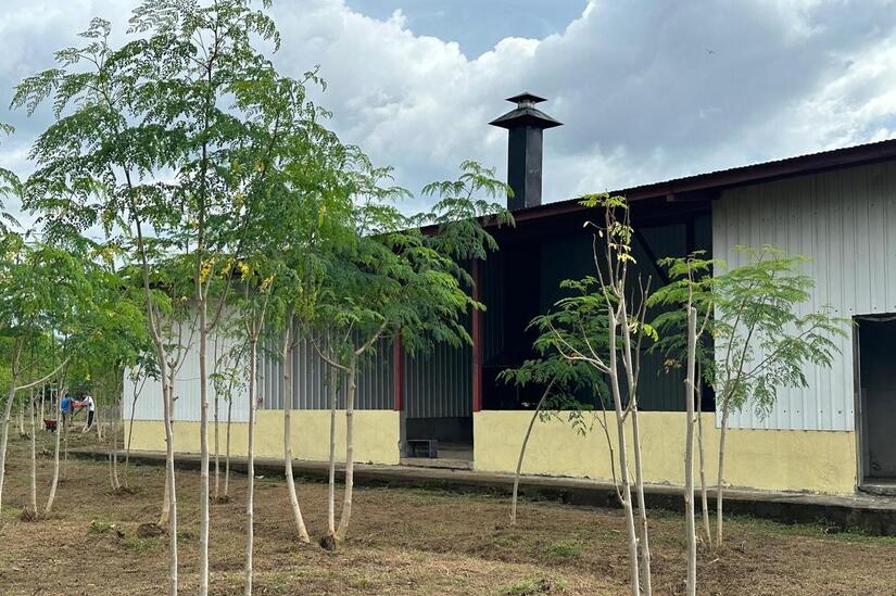 MORINGA8