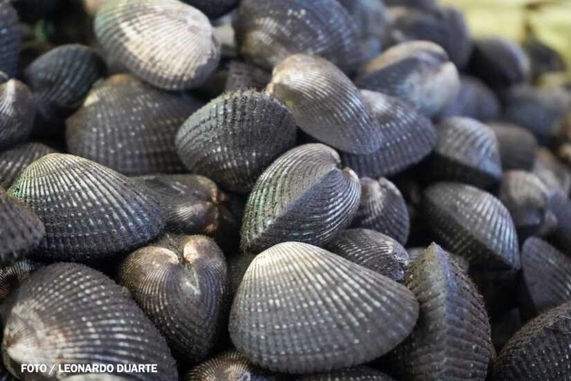 Mercado-Israel-Lewites-1