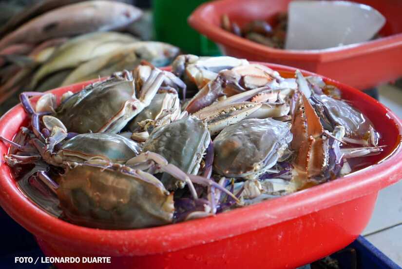 Mercado-Israel-Lewites-10