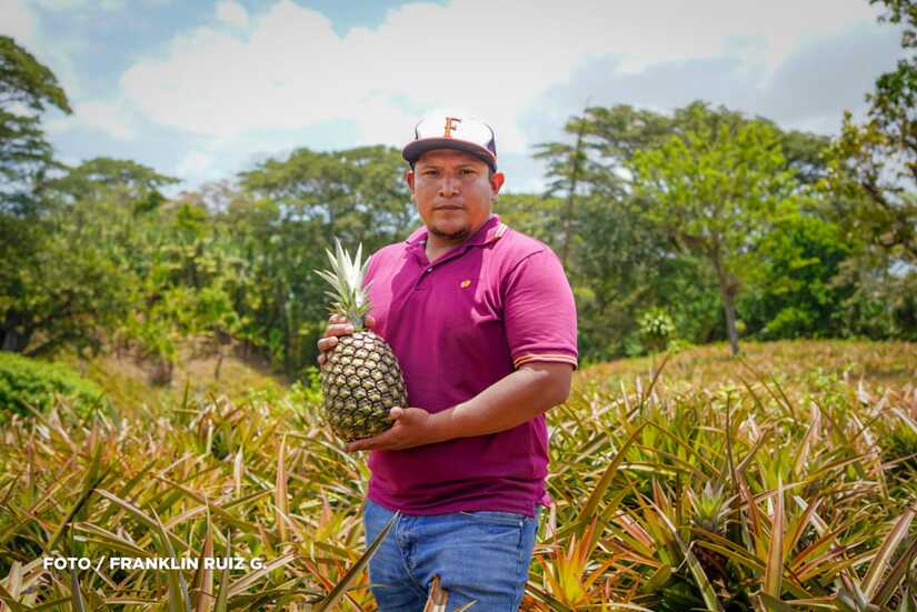 Produccion-de-Pina-en-Nicaragua-1