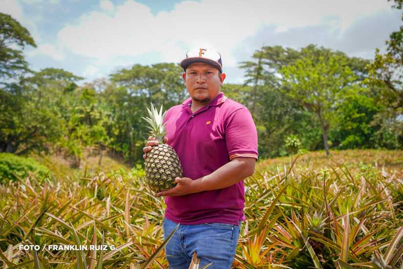 Produccion-de-Pina-en-Nicaragua-10