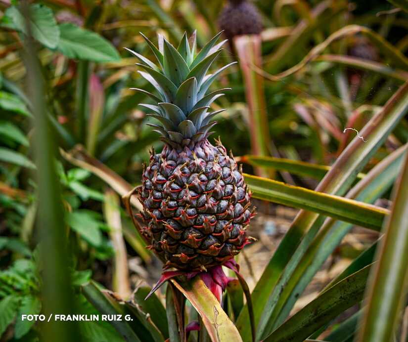 Produccion-de-Pina-en-Nicaragua-12