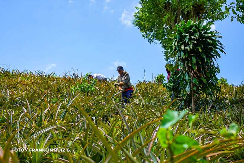 Produccion-de-Pina-en-Nicaragua-13