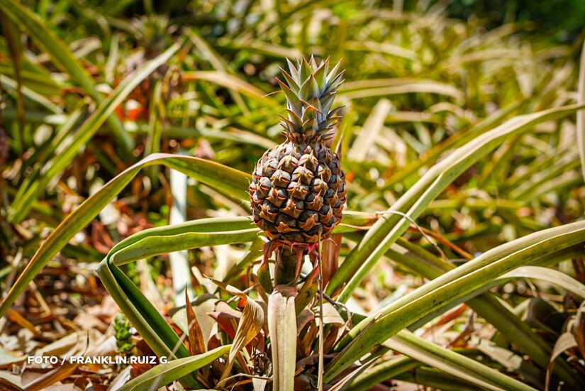 Produccion-de-Pina-en-Nicaragua-17