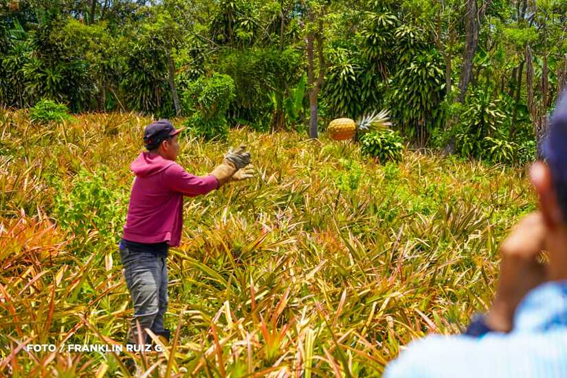 Produccion-de-Pina-en-Nicaragua-2