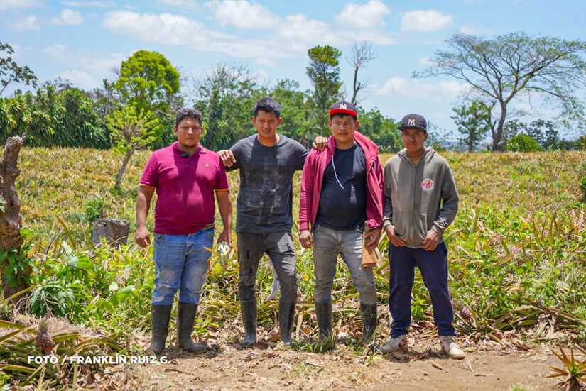 Produccion-de-Pina-en-Nicaragua-20