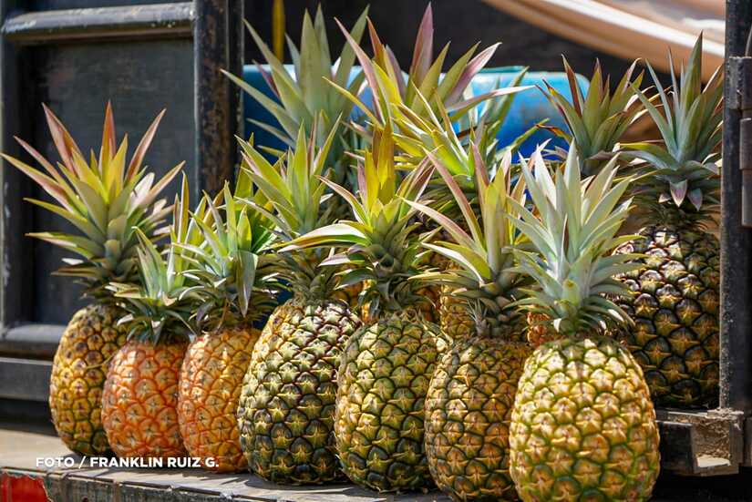Produccion-de-Pina-en-Nicaragua-21