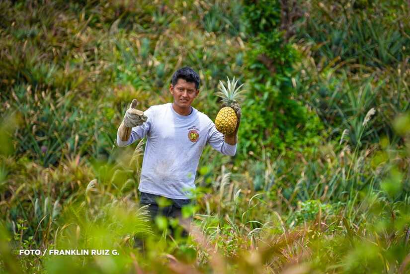 Produccion-de-Pina-en-Nicaragua-22