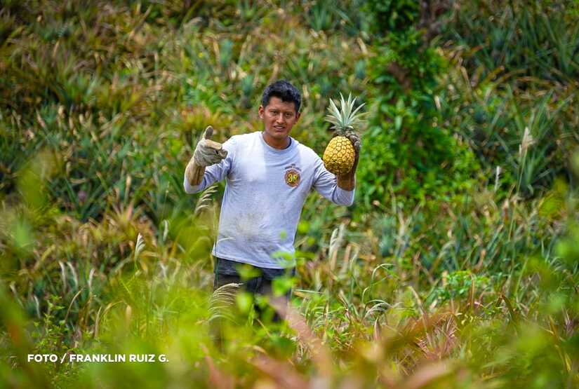 Produccion-de-Pina-en-Nicaragua-23