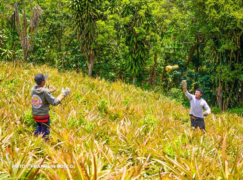 Produccion-de-Pina-en-Nicaragua-3