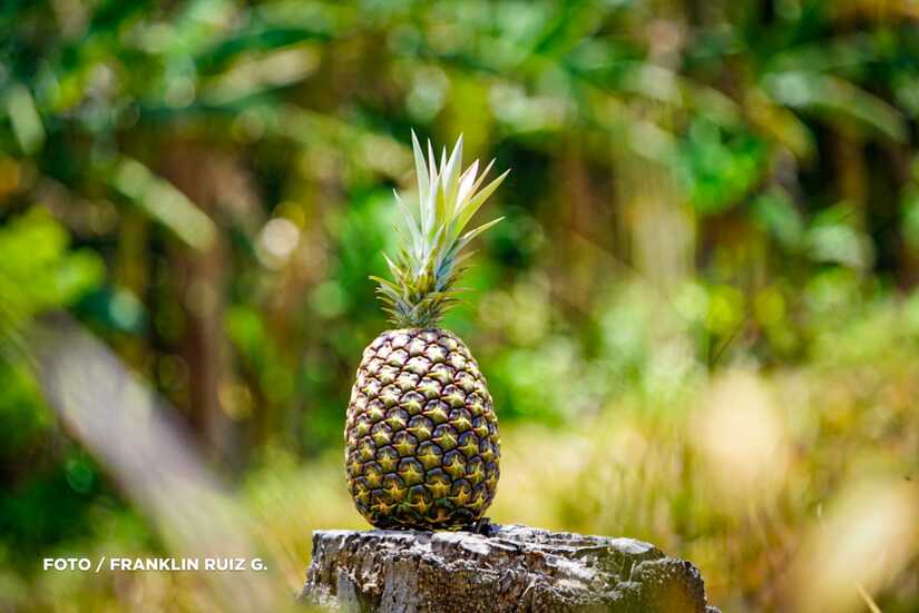 Produccion-de-Pina-en-Nicaragua-5