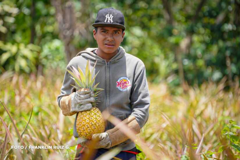 Produccion-de-Pina-en-Nicaragua-7
