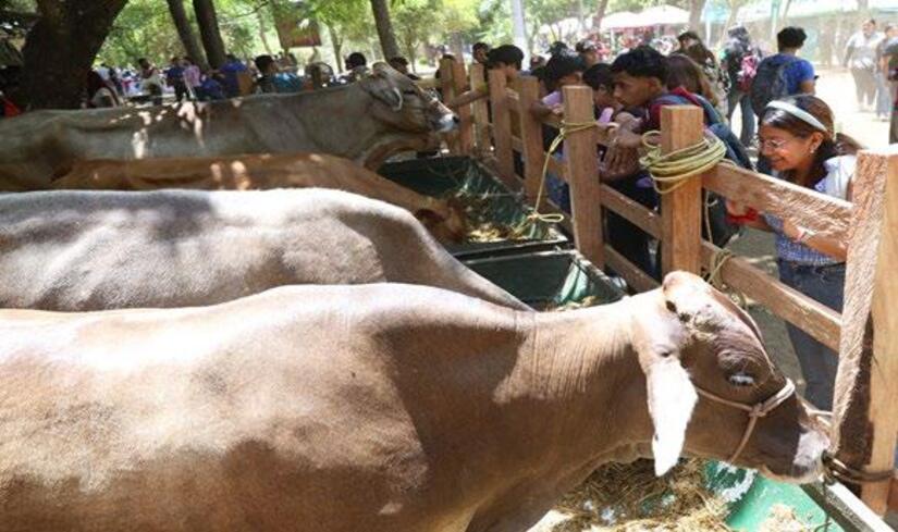 Hospital-Veterinario-(12)