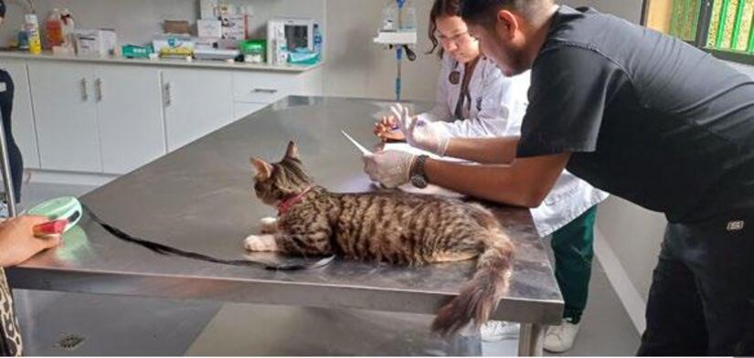 Hospital-Veterinario-(8)