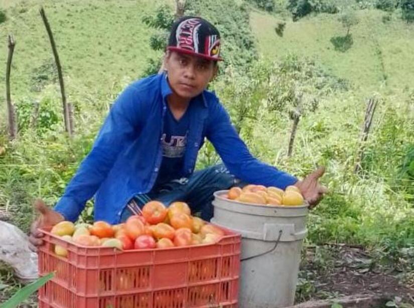 TOMATE1
