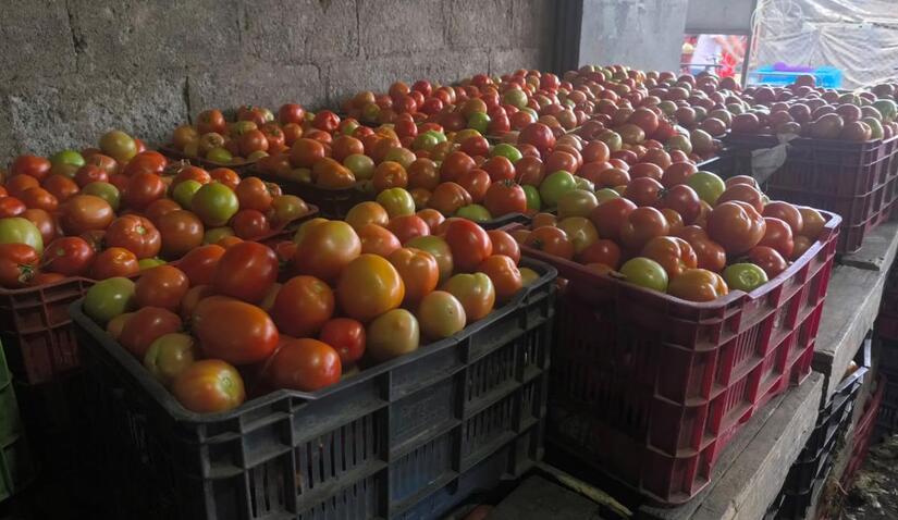 TOMATE6