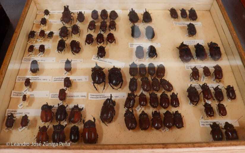 Centro-Universitario-Padre-Camilo-Torres-Restrepo-36