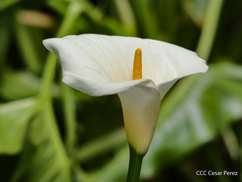 Produccion-de-Cafe-en-Nicaragua-1