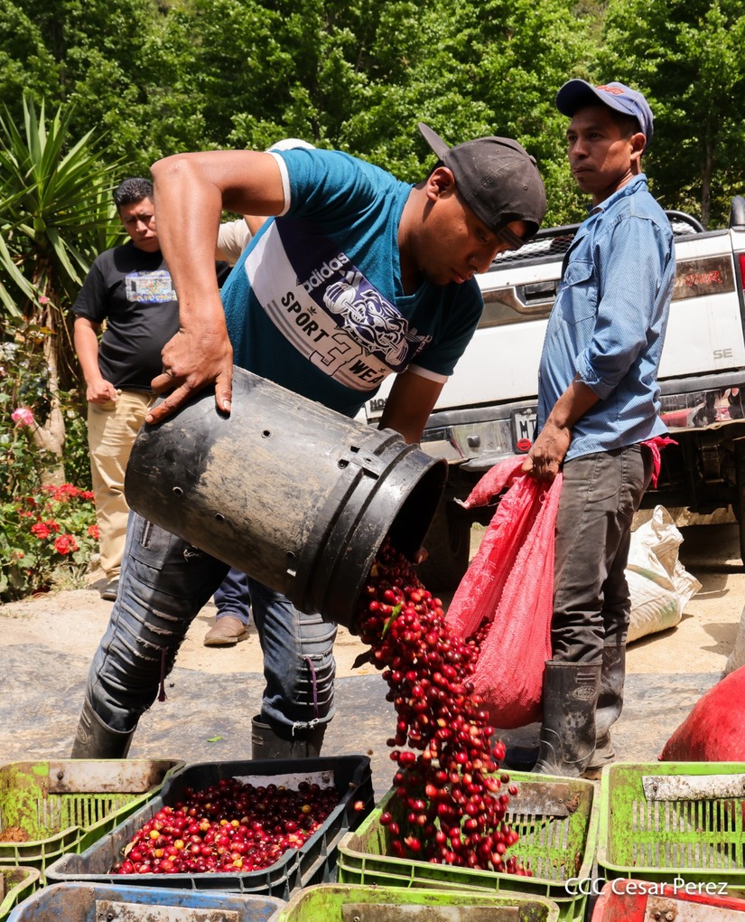 Produccion-de-Cafe-en-Nicaragua-15