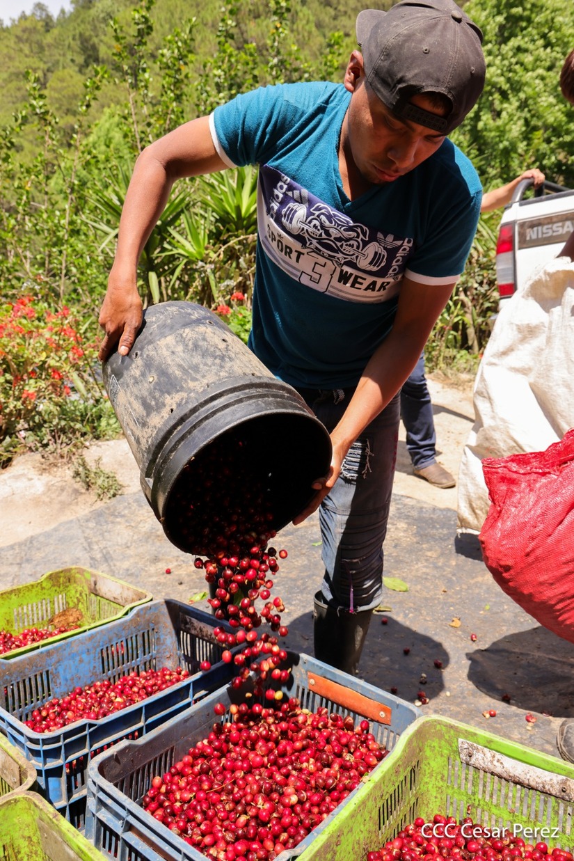 Produccion-de-Cafe-en-Nicaragua-17